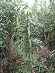 茶秆竹 盆栽或地栽