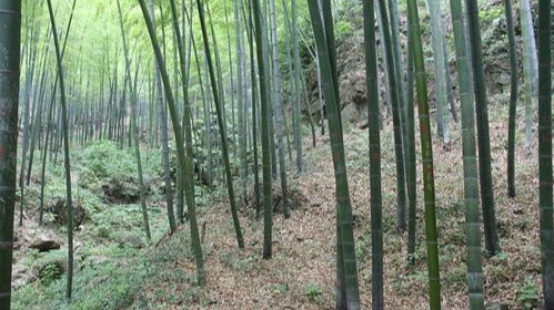 俗语 门前种竹,子孙享福 ,老祖宗们为什么会有这样的说法呢