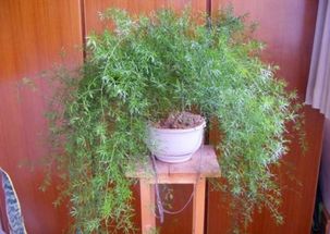 武竹 还真有这个品种,种出来比文竹还美