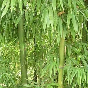 供应橄榄竹|安吉竹林绿化推广中心供应信息|竹类植物供应|园林网