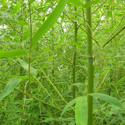 出售金镶玉竹 清水淡竹 青竹苗 净化空气 量大价格优惠|供应产品|沭阳县大毅苗圃