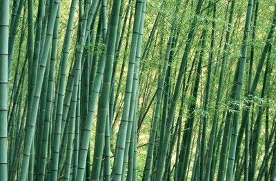 北方能不能种竹子 北方不能种竹子吗