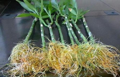 牛人自制2种生根液,2元让根系疯长1年,花卉一天一个样