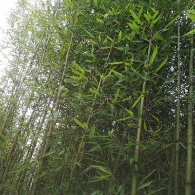 顺义罗汉竹苗木基地 四季耐寒四季青竹 早园竹紫竹等各种花卉