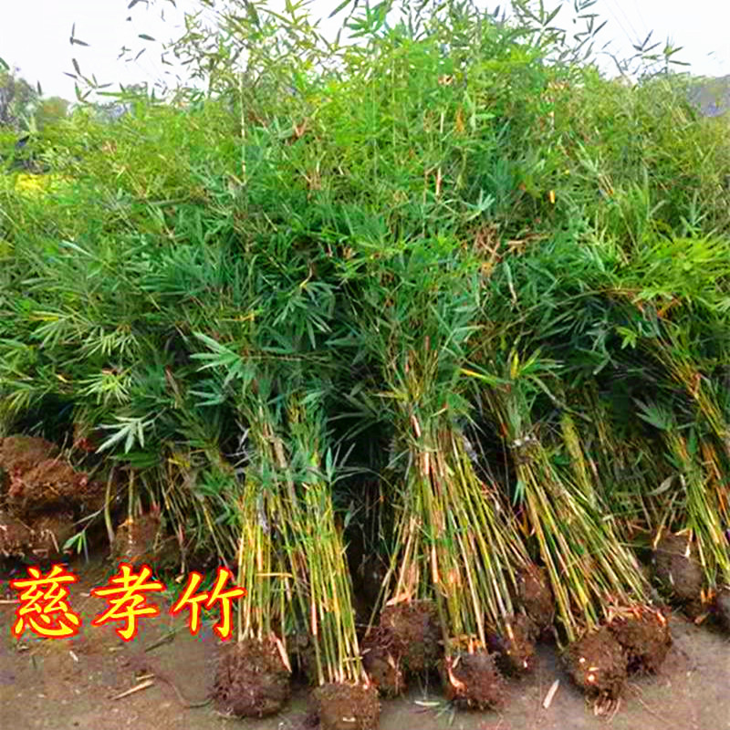 径山之行 - 美篇