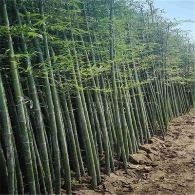 唐山翠竹供应 绿化竹子小苗批发 金镶玉竹基地种植基地