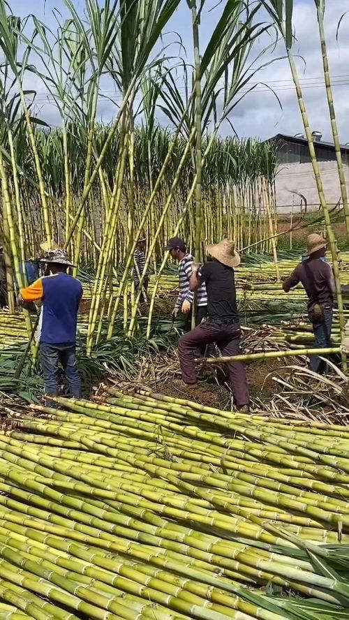 这不是竹子,这是一种水果,你知道它的名字吗
