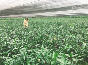 定安富民花卉专业合作社带动贫困户发展花卉产业
