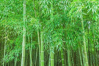 种竹子容易过度蔓延,用什么方法,可轻松解决?