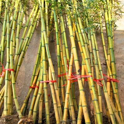[金镶玉竹批发]浙江杭州上城区竹子 4.50元/棵金镶玉竹黄金间 _ 一亩田