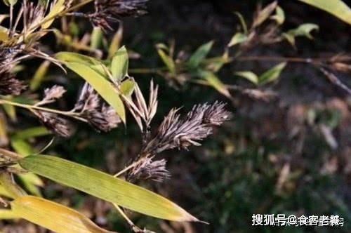 传说中 凤凰之食 ,生于竹中,一斤300元,种竹人最怕看到它