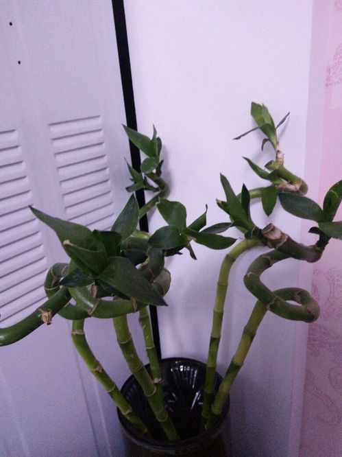花市卖的这种弯曲的竹子是啥 原来要这么养,叶子才能不发黄