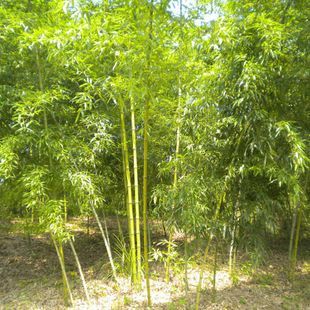安吉县竹盛苗圃供应红竹另紫竹龟甲竹等近百种观赏竹可设计施工