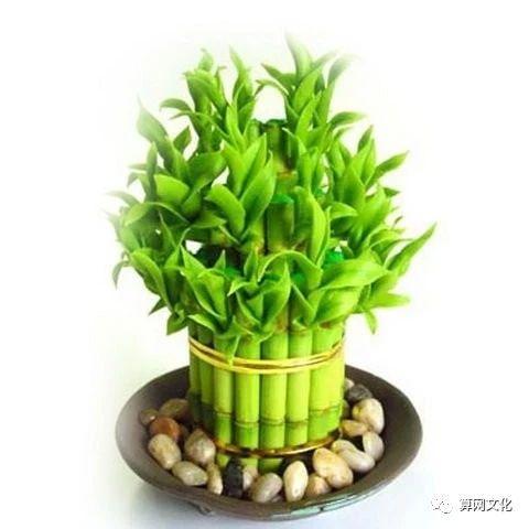 错用风水物品,旺运不成反招祸,赶紧来看看你摆对了没