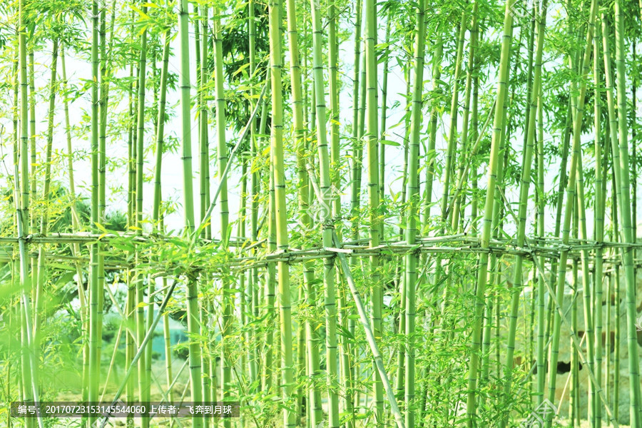 竹林 竹子种植
