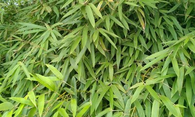 院子里怎样种竹子,千万不能忽略这两点!
