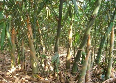 农村小伙承包荒山,种植一种东西,一次种植长期收益,年赚25万