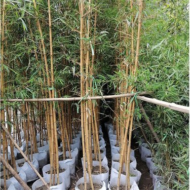 最适合庭院种植的竹子