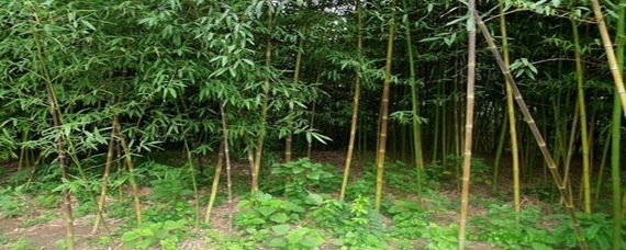 湘妃竹产地哪里
