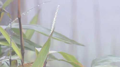 盐津 依托环境优势 紧抓政策支持 打出组合拳种上富贵竹