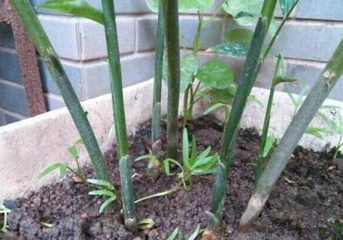 厨房食材生姜 这样制成盆景观赏,长得像富贵竹,还能开花