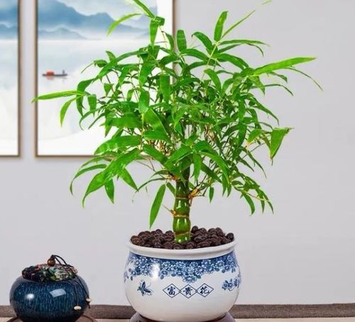 4种吉祥竹,枝干翠绿有生机,还有好寓意