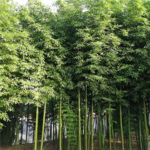 【观赏竹子价格,山东竹子种植基地,茗茜竹子基地图片】观赏竹子价格,山东竹子种植基地,茗茜竹子基地 - 青州市茗茜花卉苗木专业合作社