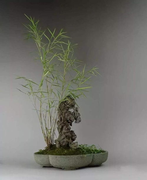 秀气小竹子,配上怪异石头,养盆里,种出的竹盆景比文竹吸引人 网易订阅