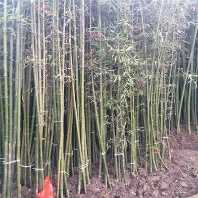 竹子的根系发达吗?
