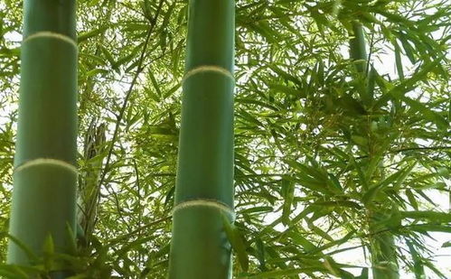门前种竹做人狠毒 这句俗语有道理吗,前人的智慧不可小看