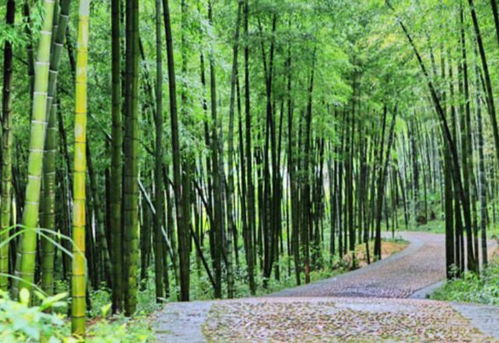喜欢种植竹子,不用愁没院子,将这3样盆栽,轻松打造出雅致盆景