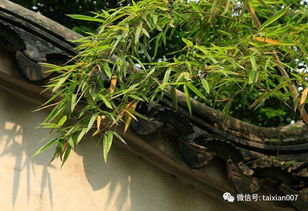 庭院养竹的讲究 告诫 院里千万别这样种竹子 半年身体就出问题