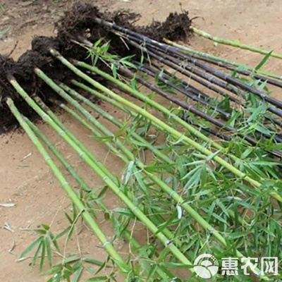 紫竹苗金镶玉竹紫竹庭院种植四季常青地栽绿化植物黄金竹毛竹青