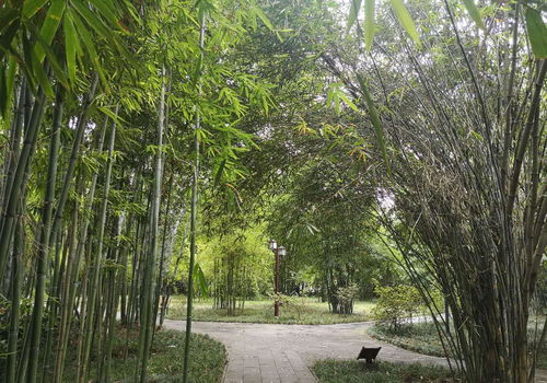 成都以竹闻名的公园,荟萃了200余种竹子,却是一个凄凉地