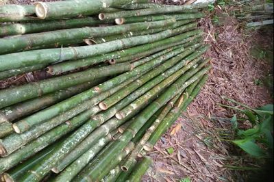 云南金平:深耕竹产业 迈步新征程