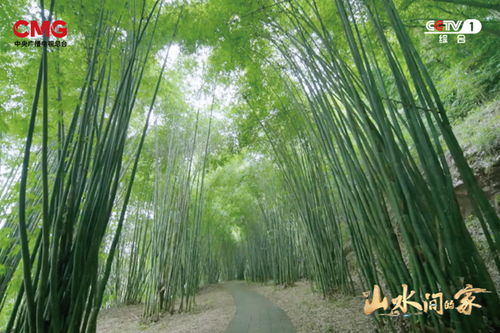 种田就是种风景 山水间的家 见证乡村十年绿色蝶变