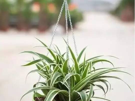 6种最易养活的观叶植物,新手最适合