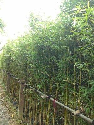 供应园林景观植物 黄金竹杯苗 黄金竹袋苗 黄金竹小苗