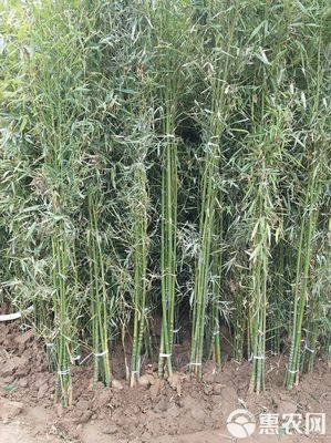 [罗汉竹批发]罗汉竹价格25元/棵