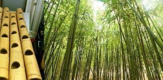 种菜不用盆,几根竹子一节一节钻孔,种的菜不占地又漂亮