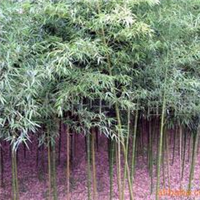 供应苗木红叶小檗、竹桃、花桃、花木(图)
