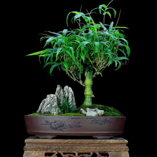 家里养5种 吉祥竹 ,富贵不俗,好日子节节高升