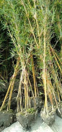 琴丝竹基地,琴丝竹批发,园林绿化琴丝竹,琴丝竹绿篱