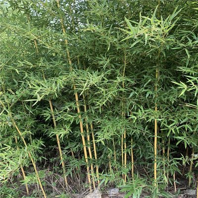 金镶玉竹 绿色条纹 隔离带绿化 种植基地货源充足