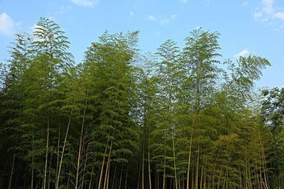 种竹子容易过度蔓延,用什么方法,可轻松解决?