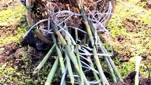 致富竹 亮了荒山荒坡 土溪镇大力发展竹产业