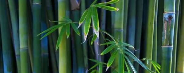 结婚砍竹子干嘛