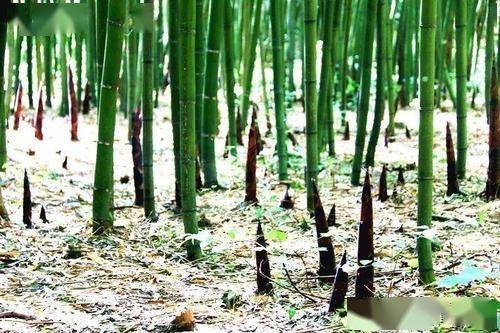 农村竹笋吃掉一棵就少一棵,为何农民每年都要挖竹笋?_竹子