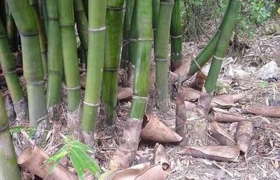 竹子也能开花结果,但我们用另一种方法繁殖,家庭盆栽竹子须知