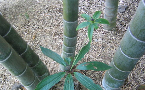 南方野外一植物,人人做梦都想挖到,直言300多元一斤,啥样子